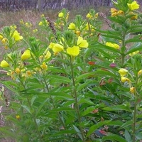Organic EVENING PRIMROSE | oenothera biennis | evening primrose tea | herbal tea | dried seeds | organic seeds | organic herb | herba| tea