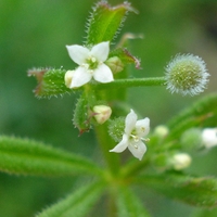 Organic CLEAVERS HERB | galium aparine | cleavers tea | herbal tea | dried herbs | organic herbs | herba | tea | cleavers herb tea