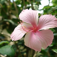 Organic HIBISCUS POWDER | hibiscus sabdariffa | hibiscus flower powder | hibiscus tea | herbal tea | organic herbs | powder | herba | tea