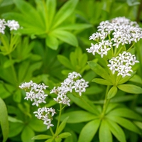 Organic Sweet Woodruff | Galium Odoratum | Asperula odorata | Asperula Leaf | Waldmeister Aspérule Aspérola Asperula Aspérula