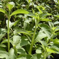 Organic STEVIA LEAF POWDER | Stevia rebaudiana | Pure Green Stevia | Grade A Sweetener | Organic Powder | Organic Herbs | Herba | Tea