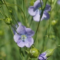 Organic Flax Seeds Powder | Linum usitatissimum | Herbal Tea | Herba | Tea | Powder | Dried Seeds Powder | Natural Powder