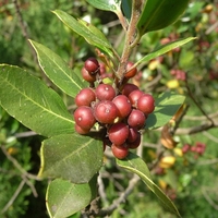 Organic BUCKTHORN BARK | frangula rupestris | buckthorn tea | herbal tea | organic herbs | dried herbs | herba | tea