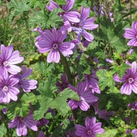 Organic BLUE MALLOW FLOWER | malva sylvestris | blue mallow tea | herbal tea | herba | tea | dried herb | organic herb | herba | herbalism