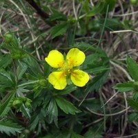 Organic tormentil herb | potentilla erecta | tormentil herb tea | herbal tea | herba | tea | organic herbs | dried herbs | herbalism | herbs