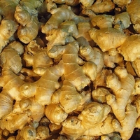 Organic GINGER ROOT POWDER | Zingiber Officinale | Dried Root | Organic Root | Organic Herbs | Herbal | Tea | Herbalist