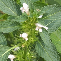 Organic HEMP NETTLE HERB | galeopsis tetrahit | hemp nettle tea | herbal tea | dried herbs | organic herbs | herba | tea