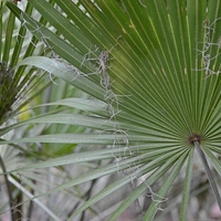 Organic SAW PALMETTO BERRIES | Serenoa repens | Serenoa repens | Dried Herbal Berry for Wellness Organic Saw Palmetto Berry | Herba