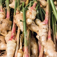 Organic GINGER ROOT POWDER | Zingiber Officinale | Dried Root | Organic Root | Organic Herbs | Herbal | Tea | Herbalist