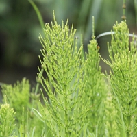 Organic horsetail herb | equisetum arvense | horsetail tea | organic herbs | dried herbs | herba | tea