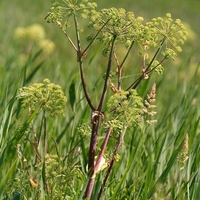 Organic ANGELICA ROOT | Angelica Archangelica | Dried Root | Organic Root | Herbal Tea | Herba | Tea | Herbalist | Organic Herbs