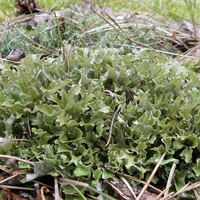 Organic ICELAND MOSS | Cetraria Islandica | Iceland Moss Tea | Herbal Tea | Dried Moss | Health Remedy | Dried Herbs | Natural Tea