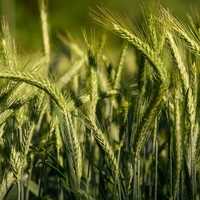Organic BARLEY SEEDS | hordeum vulgare | barley tea | herbal tea | dried seeds | organic seeds | organic herb | herba | tea