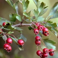 Organic HAWTHORN BERRIES | crataegus monogyna | hawthorn tea | dried berries | herbal tea | organic herbs | vitamin | herba | tea