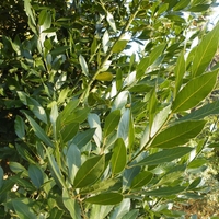Organic BAY LEAVES | laurus nobilis | bay leaves whole | bay leaf | bay leaves tea | spices | herbal tea | dried leaves | herba | tea