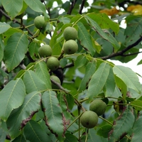 Organic Walnut Leaves | Juglans regia - Natural Detox & Digestive Support