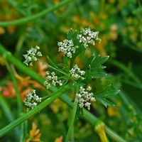 Organic PARSLEY ROOT | Petroselinum Crispum | Parsley Root Tea | Herbal Tea | Herba | Tea | Dried Root | Organic Root | Dried Herbs | Herbs