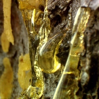 Organic MASTIC CHIOS RESIN | pistacia lentiscus | mastic gum | mastic resin | authentic chios mastiha | chios mastic gum resin