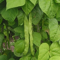 Organic COMMON BEAN PODS Phaseolus vulgaris l | Medicinal Herbs | Dried Herbal Tea | Herbal Medicine | Herbal Tea | Organic Tea