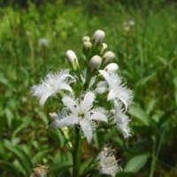 Organic bogbean herb | menyanthes trifoliata | bogbean tea | herbal tea | dried herb | organic herbs | herba | tea