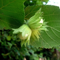 Organic HAZEL BARK | corylus avellana | hazel bark tea | herbal tea | herba | tea | dried bark tea | organic herbs | dried herbs |