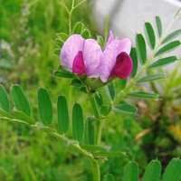 Organic common vetch seeds | vicia sativa | vetch seeds tea | garden vetch | dried seeds | organic seeds | herbal tea | herba | semens