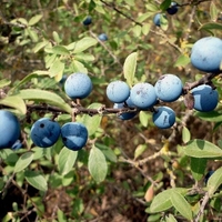 Organic BLACKTHORN BERRIES | prunus spinosa | blackthorn tea | dried berries | dried fruits | organi herb | dried herb | fruit tea | herba