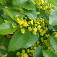 Organic JERUSALEM THORN BERRIES | paliurus spina christi | christ's thorn berries | christ thorn tea | herbal tea | herba | tea | berries