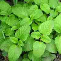 Organic LEMON BALM LEAF | melissa officinalis | lemon balm tea | herbal tea | dried leaf | organic herbs | herba | tea | herbs