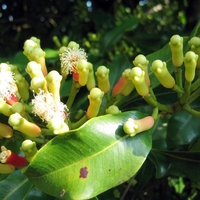 Organic cloves berries | syzygium aromaticum | cloves berries tea | aroma | herbal tea | aromatic tea | dried berries | organic herbs | tea