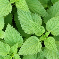 Organic Nettle Leaf Powder | Urtica Dioica | Herbal Tea | Herba | Tea | Dried Leaf Powder | Organic Nettle Leaf Powder |