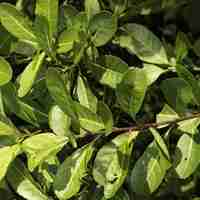 Organic Yerba Mate Tea (Ilex paraguariensis)