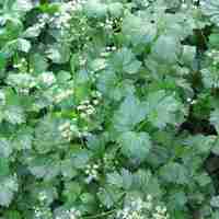Organic CELERY SEEDS | apium graveolens | celery tea | herbal tea | seeds | organic herbs | dried herbs | herba | tea | organic seeds | herb