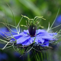 Organic Black Cumin Seed | Nigella Sativa |  Black Cumin Seeds Tea | Black Caraway | Herbal Tea | Organic Seeds | Organic Herbs | Dried Seed
