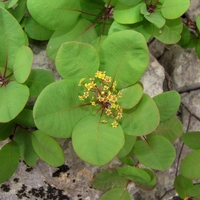 Organic SMOKE TREE LEAF | cotinus coggygria scop | smoke tree herb | herba | smoke tree tea | herbal tea | dried herbs | organic herbs