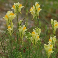 Organic Yellow Toadflax Herb (Linaria vulgaris)