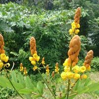 Organic SENNA PODS | Cassia Angustifolia | Senna Pods Tea | Cassia Senna | Cassia Acutifolia | Herbal Tea | Organic Herbs | Herba | Senna