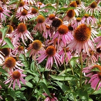 Organic ECHINACEA HERB Powder | Echinacea purpurea | Herbal Tea | Loose Tea | Loose Dried Herbs | Dried Loose Herb | Herba | Tea | Powder