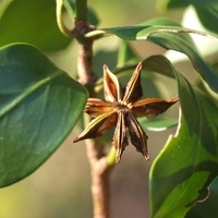 Organic STARS ANISE | Whole Star Anise | Illicium verum | Spices | Herbal Tea | Stars Anise Tea | Herba | Tea
