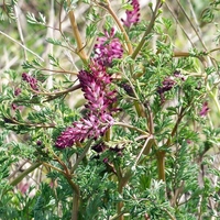 Organic FUMITORY HERB | Fumaria Officinalis | Fumaria Spp Herba | Common Fumitory Herb | Fumitory Tea | Organic Fumaria spp | Loose Tea |