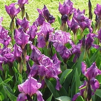 Organic ORRIS ROOT | Iris Germanica | Orris Root Tea | Herbal Tea | Herba | Tea | Dried Root | Organic Root | Organic Herbs | Natural Root