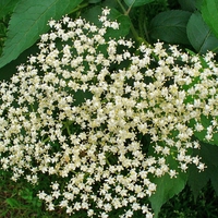 Organic ELDERBERRY | Sambucus Nigra | Elderberry Berries Tea | Herbal Tea | Dried Berries | Organic Herbs | Vitamin | Herbs | Herba