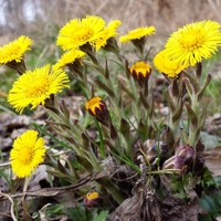Organic COLTSFOOT LEAF | tussilago farfara | coltsfoot tea | herbal tea | herba | tea | dried leaf | organic herbs | remedies | dried herbs