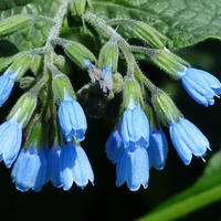 Organic COMFREY ROOT | Symphytum Officinale | Comfrey Tea | Dried Root | Organic Root | Herbal Tea | Herba | Tea | Organic Herbs | Herbs