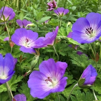 Organic BLOODY GERANIUM ROOT | geranium sanguineum | geranium root tea | herbal tea | dried root | organic herbs | herba | tea