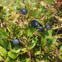 Organic Wild Blueberry (Vaccinium myrtillus)