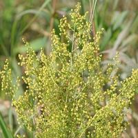 Organic SWEET WORMWOOD | artemisia annua | sweet annie tea | artemisia annua tea | herbal tea | organic herbs | dried herbs | herba | tea
