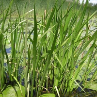 Organic CALAMUS ROOT | acorus calamus | calamus tea | organic root | organic herbs | herba | dried root | dried herbs | tea