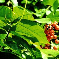 Organic Guarana Seeds | Whole Guarana Seeds | Paullinia Cupana | Guarana Fruit | Guarana Tea | Dried Fruit | Organic Fruit | Herbal Tea