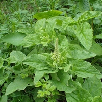 Organic GOOD KING HENRY Root | Chenopodium Henricus | Dried Root | Organic Root | Organic Herbs | Herba | Herbalist | Remedies | Root